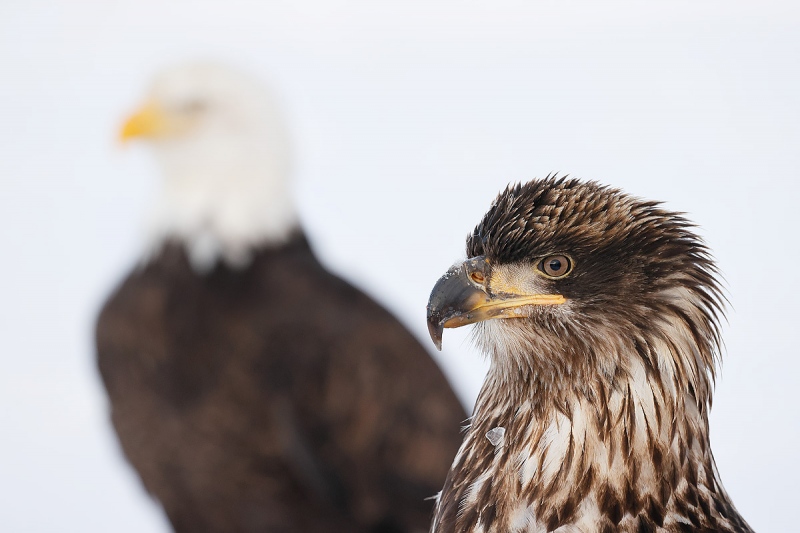 clemens-Bald-eagle-juvenile-and-adult-juxtaposition_95I4395-Kachemak-Bay-Kenai-Peninsula-AK-USA