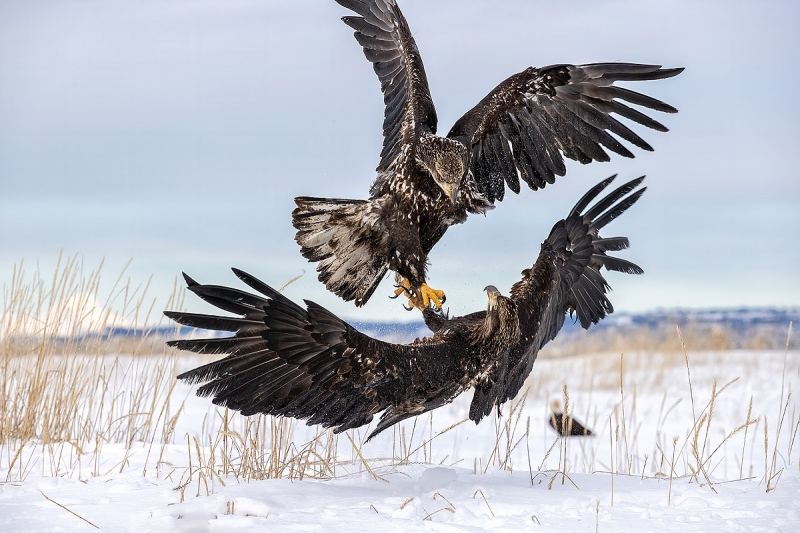 clemens-Bald-eagle-juveniles-fighting_95I3983-Kachemak-Bay-Kenai-Peninsula-AK-USA