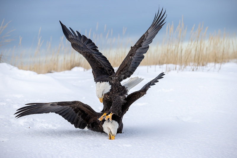 clemens-Bald-eagles-fighting-in-the-snow_95I2993-Kachemak-Bay-Kenai-Peninsula-AK-USA