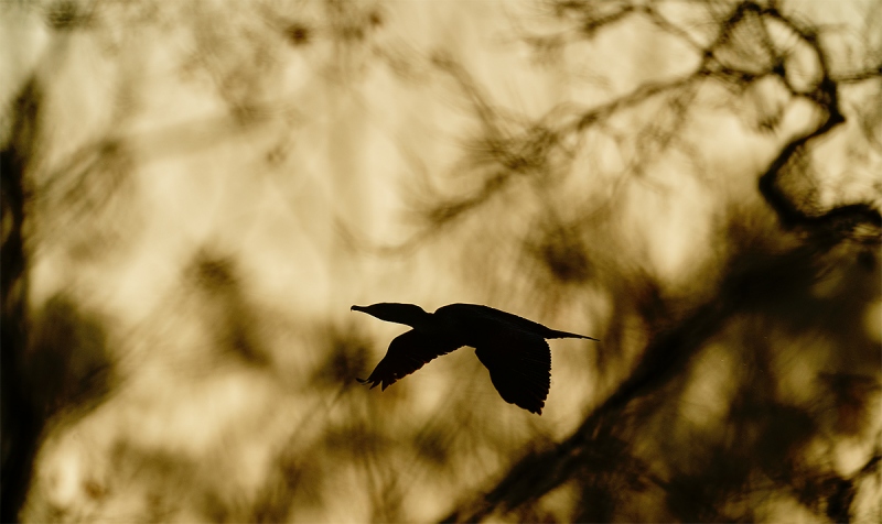 cormorant-flying-behind-tree-_A920406-Santee-Lakes-CA-1