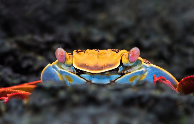 crab_E7A1390-Edit