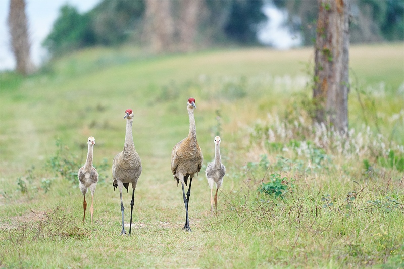 crane-colt-family-of-four-A_A921658-Indian-Lake-Estates-FL-1