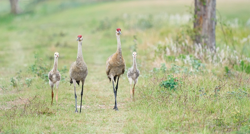 crane-colt-family-of-four-PANO-_A921658-Indian-Lake-Estates-FL-1