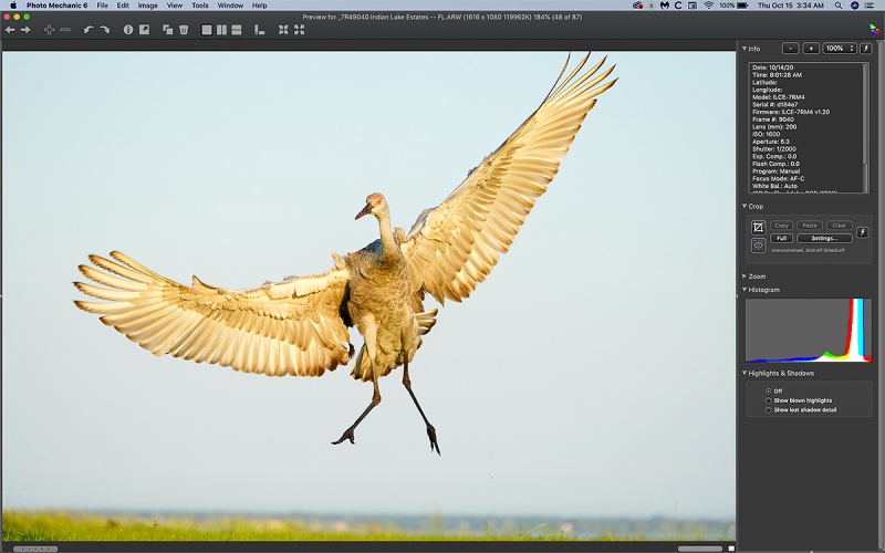 crane-colt-jumping-Ph-Mechanic-1