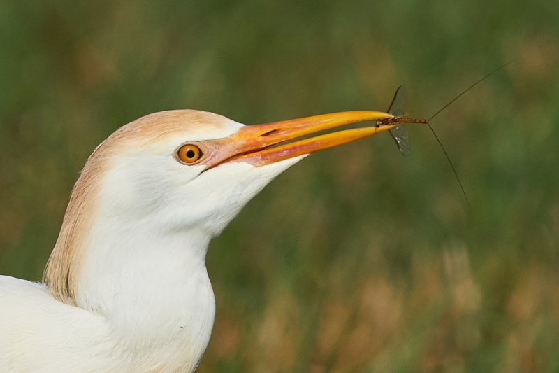 crop-to-head-Cattle-Egret-with-mayfly-_A923730-Indian-Lake-Estates-FL-1