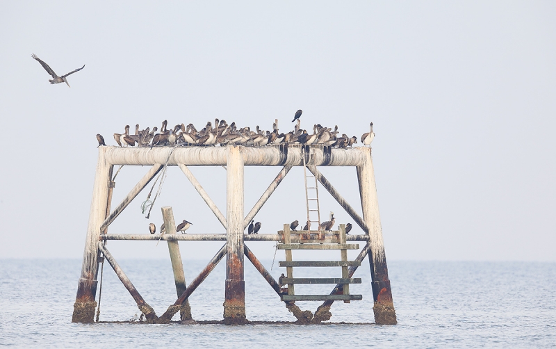 derelict-navigation-tower-with-birds-_W5A8401--Fort-DeSoto-Park,-Pinellas-County,-FL