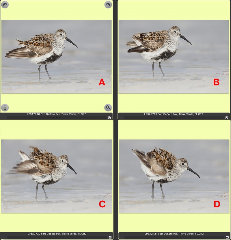 dunlin-ruffle-editingBACD