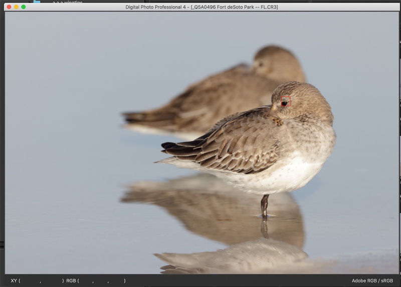 dunlin-two-R5-af-perfect-eye