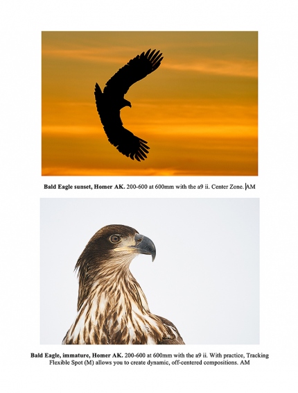 eagle-page