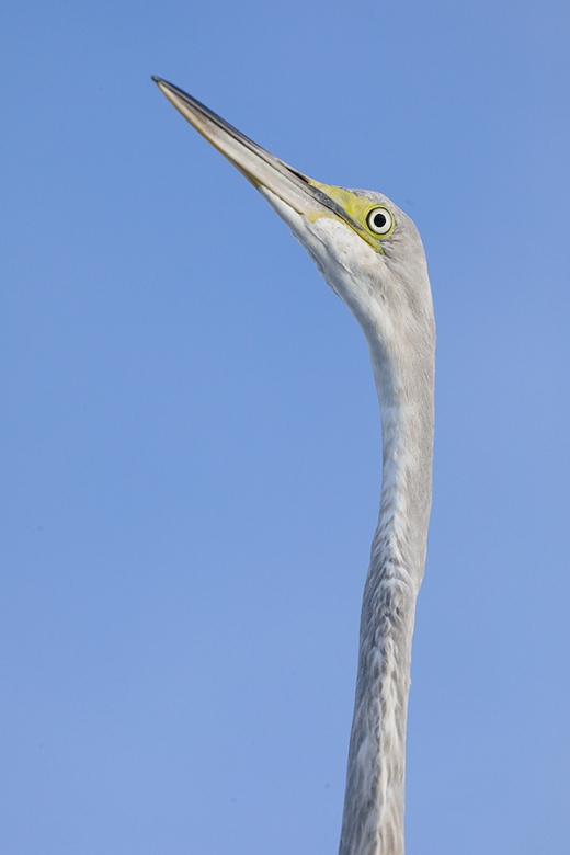 egret--_P3A2567--Fort-DeSoto-Park,-FL