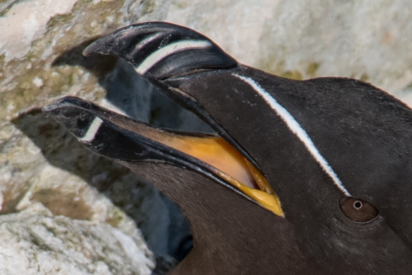 eye-&-bill-Razorbill-with-chick-_MAI9458-Bempton-Cliffs,-UK