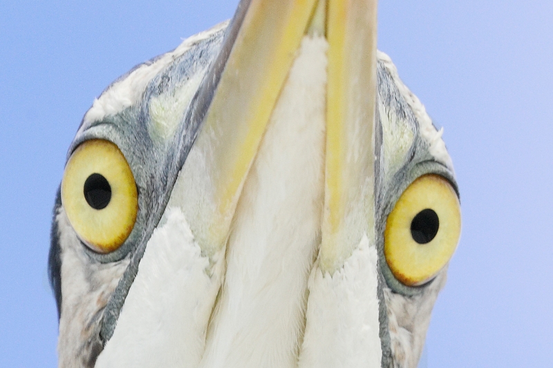 eyes-Great-Blue-Heron-from-below-_P3A2367--Fort-DeSoto-Park,-FL