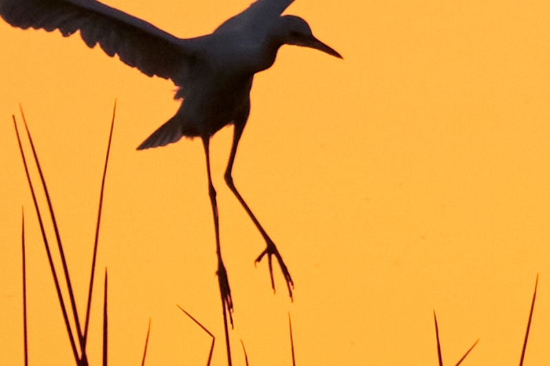 feet-and-reeds-_A920749-Indian-Lake-Estates-FL-1