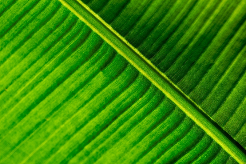 fern-backlit-_A926093-Gatorland-FL-1