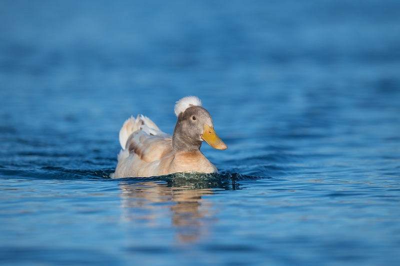 foofie-headed-duck-_DSC1351--Gilbert-Water-Ranch-Riparian-Preserve,-AZ