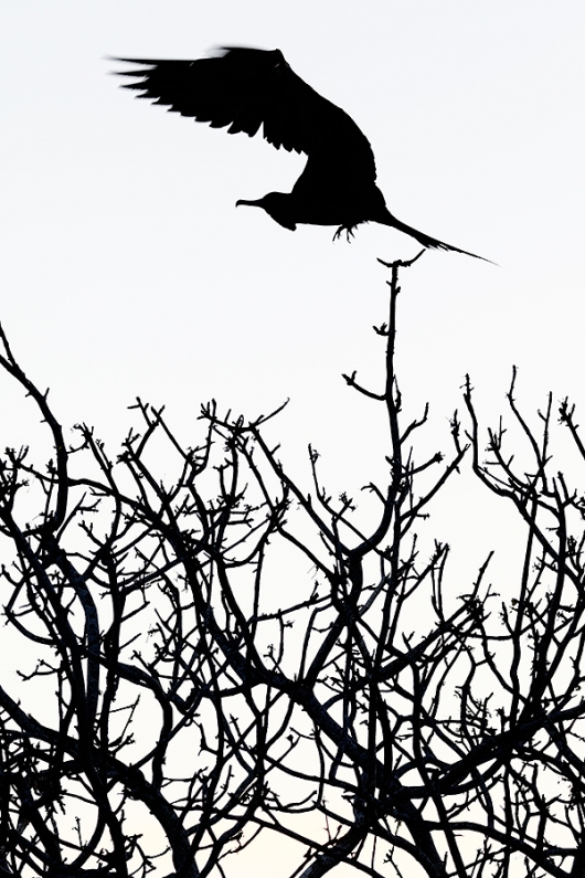 frigatebird-take-off-SILH-_P3A9721--North-Seymour-Island,-Galapagos,-Ecuador