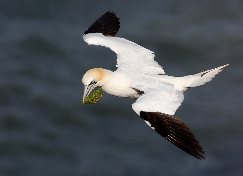 gannet-flight-grass-v2 mike poole