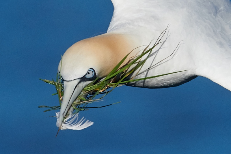 gannet-head-w-grass