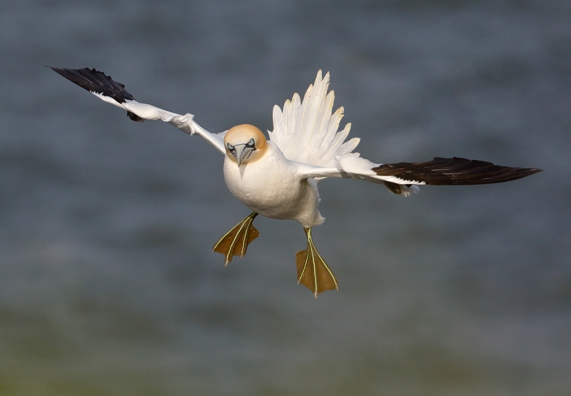 gannet-incoming mike poole