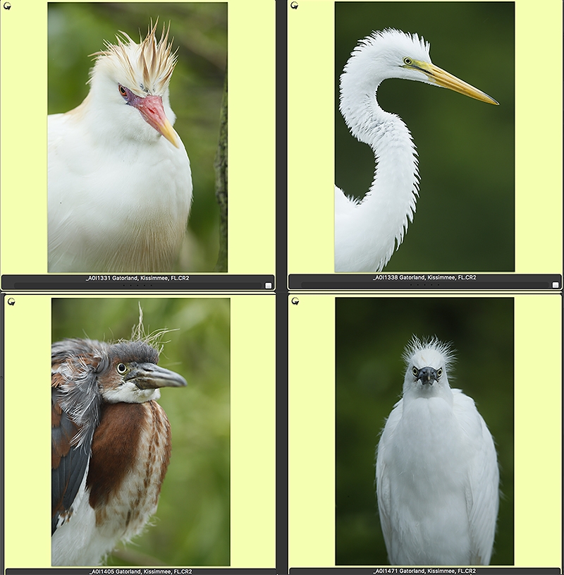 gatorland-rain-composite