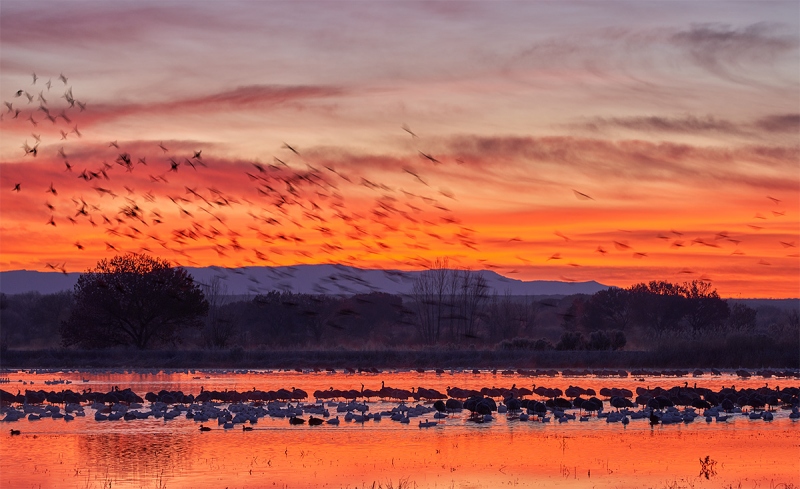 geese-cranes-and-grackles-_7R42039-Bosque-del-Apache-NWR-San-Antonio-NM-1