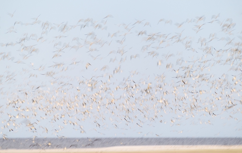 gull-tern-blastoff-_DSC6442Fort-DeSoto-Park,-Tierra-Verde,-FL