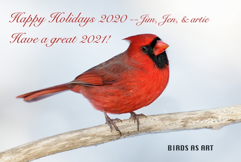 hapy-holidays-2020-Northern-Cardinal-white-version-9M4O1493-Morton-NWR-Noyac-NY