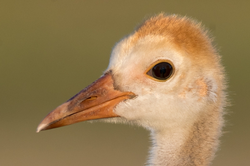 head-crop--Sandhill-Crane-large-chick-_DSC3355--Indian-Lake-Esates,-FL