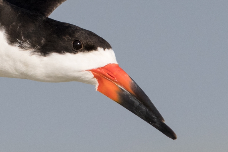 head-of-Black-Skimmer-in-flight----wings-up-_MAI3653Nickerson-Beach-Park,-Gilgo-Beach,-NY