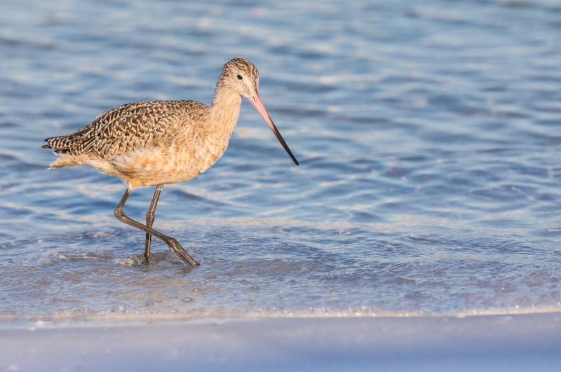 hlevesqueGodwit-1