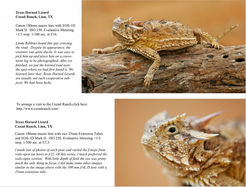 horned-toad-ABP-II
