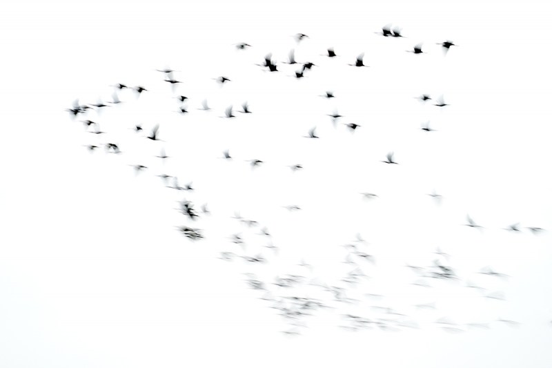 ibis-flock-blur-_A923331Anahuac-NWR-TX-1