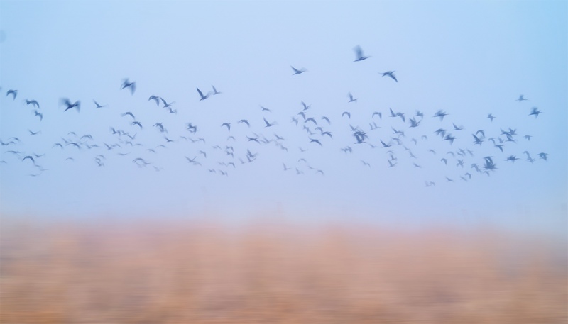 ibis-flock-flight-in-fog-A-A9B0025Anhauac-NWR-TX-1