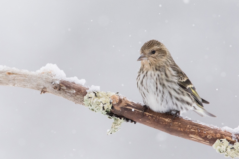 john-mack-BLOG-Pine-SIskin