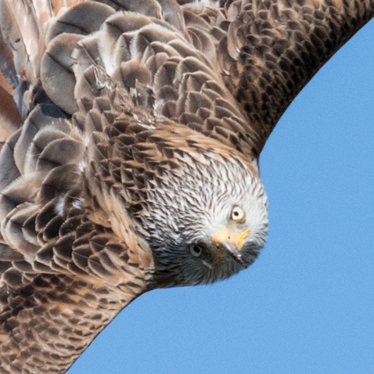 kite-head-ORIG-_MAI8580-Harewood,-UK