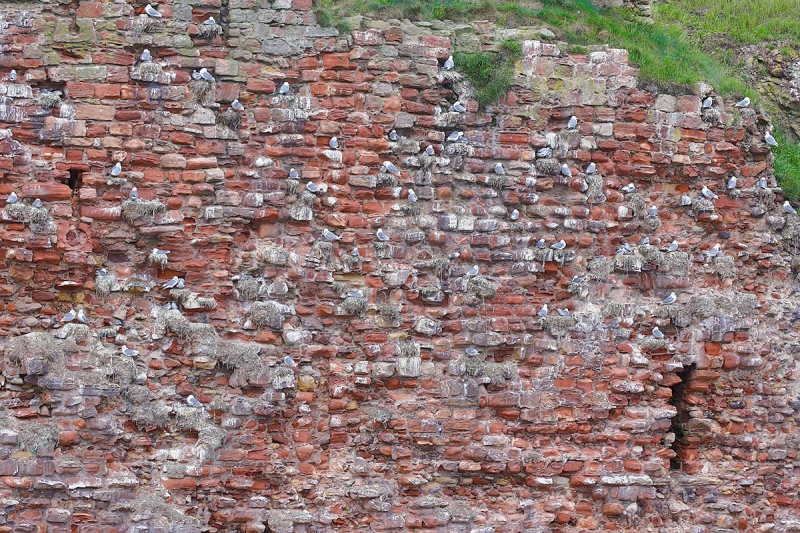 kittiwakes-on-fort-_P3A0709-Bass-Rock,-Scotland