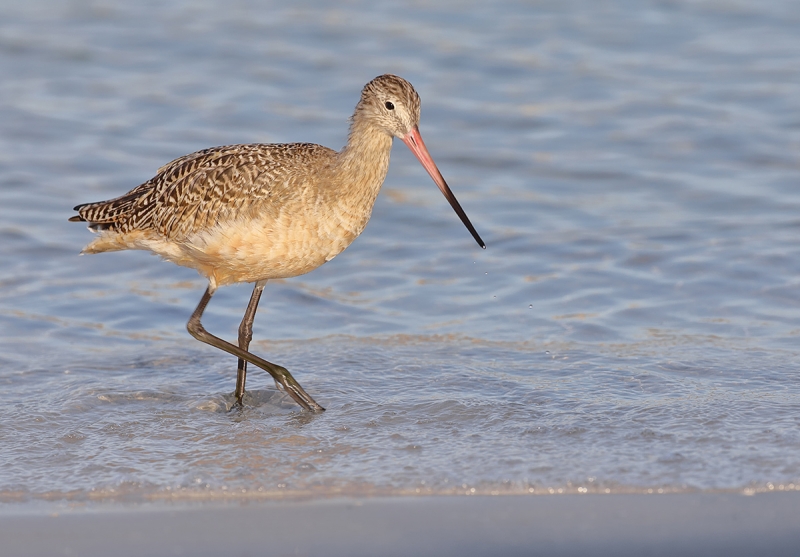 marbledgodwit_stambaugh