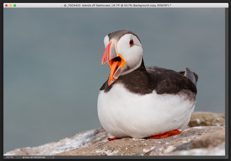 marching-ants-puffin