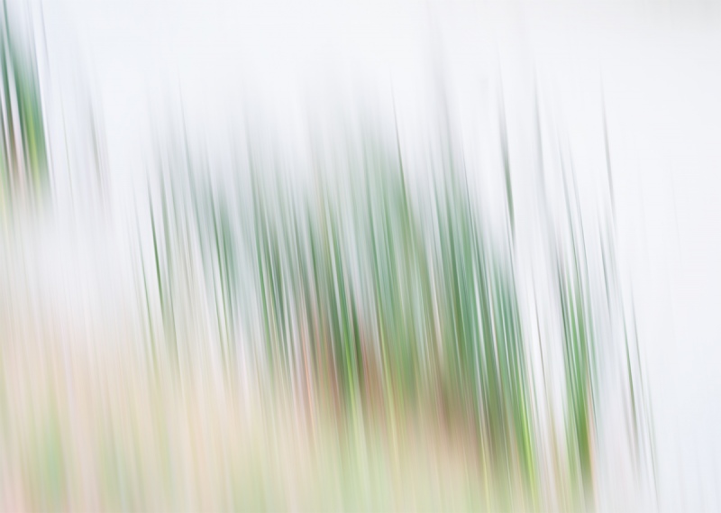 marsh-reed-blur-_A923368Anahuac-NWR-TX-1