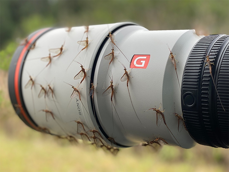 mayflies-on-600-lens-IMG_0052-2