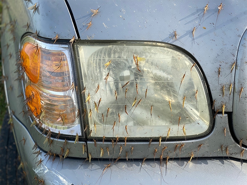 mayflies-on-headlight-A-IMG_0057