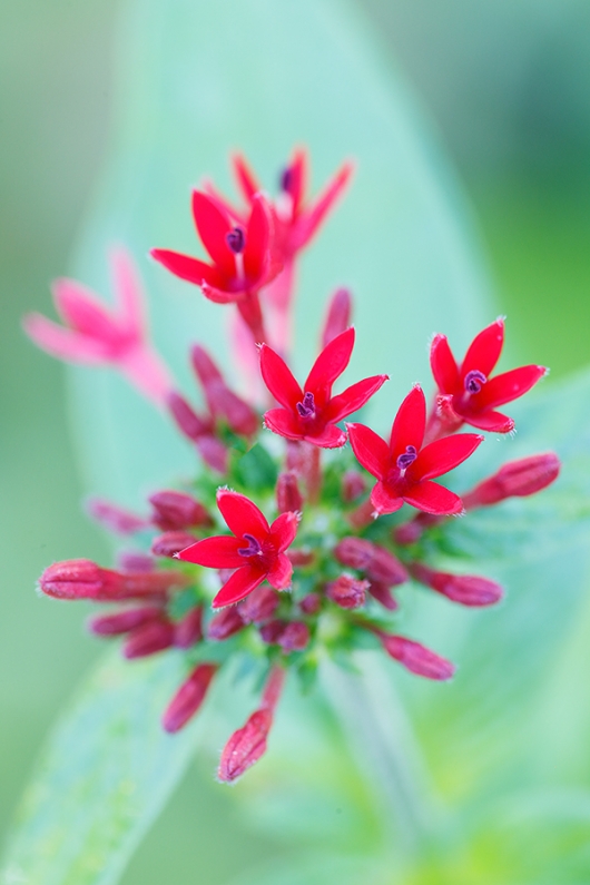 milkweed-blossoms-_P3A0240--Indian-Lake-Estates,-FL