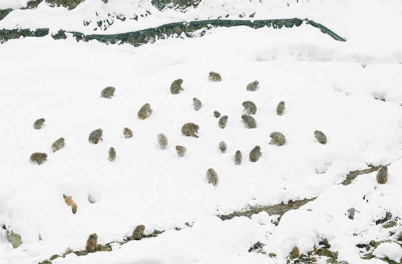 monkeys-on-snow-_P3A4449-Jigokudani,-Japan