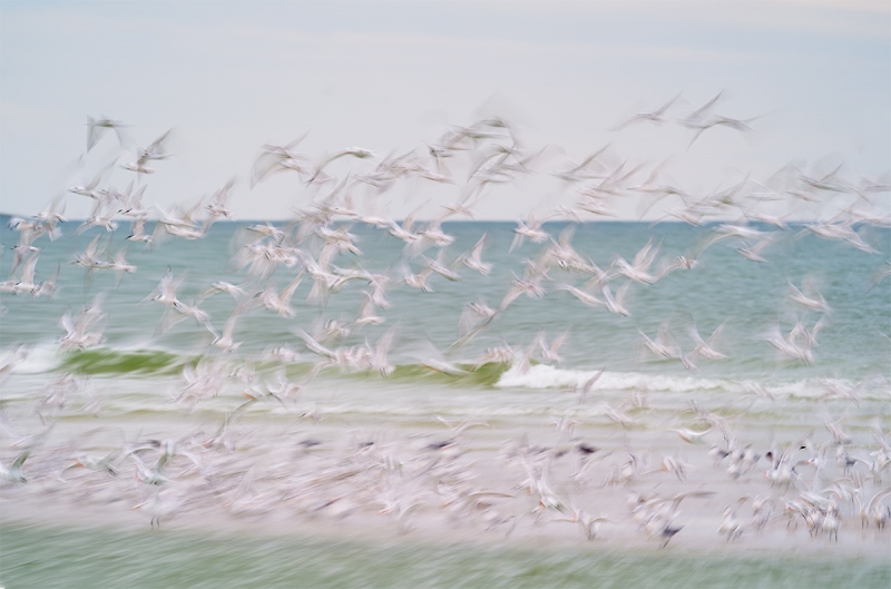 mostly-tern-blast-off-_A9B7109-Fort-DeSoto-Park-FL-1