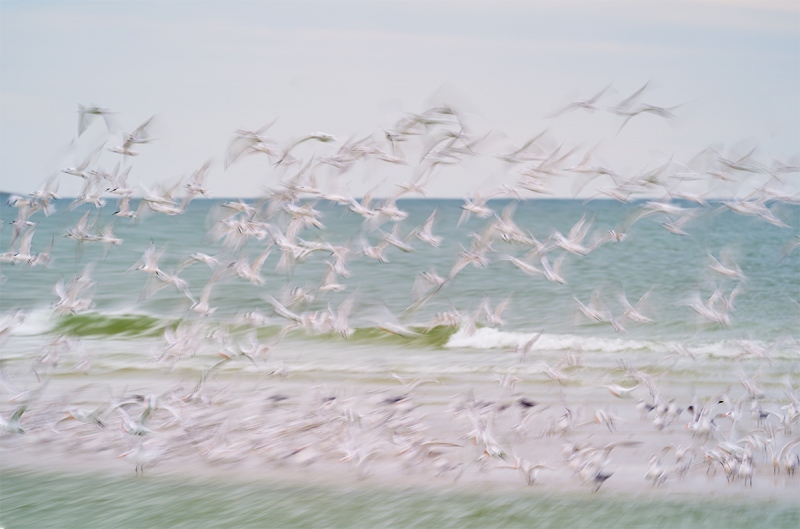 mostly-tern-blast-off-_A9B7109-Fort-DeSoto-Park-FL-1