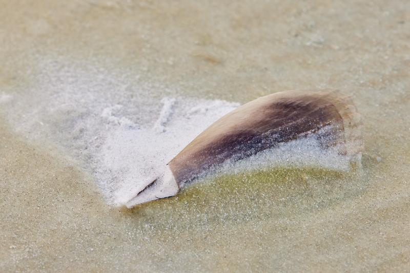 mussel-shell-on-beach-_Q5A5671-Fort-DeSoto-Park-FL-1