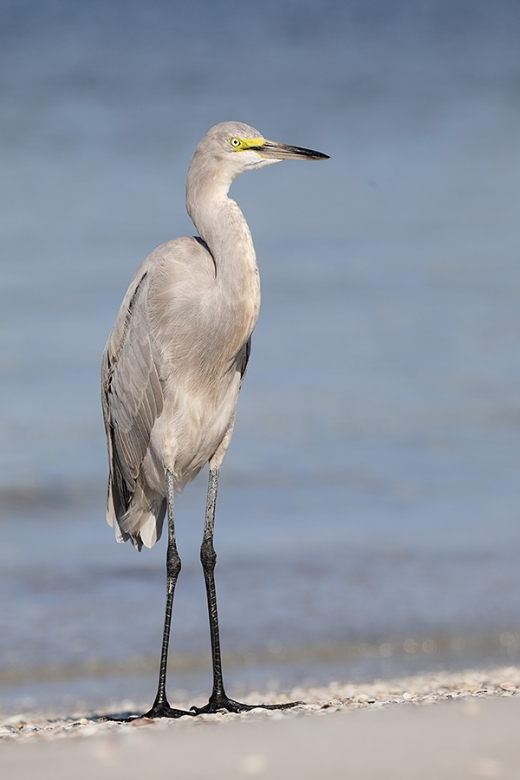 mystery-egret-_P3A2836--Fort-DeSoto-Park,-FL