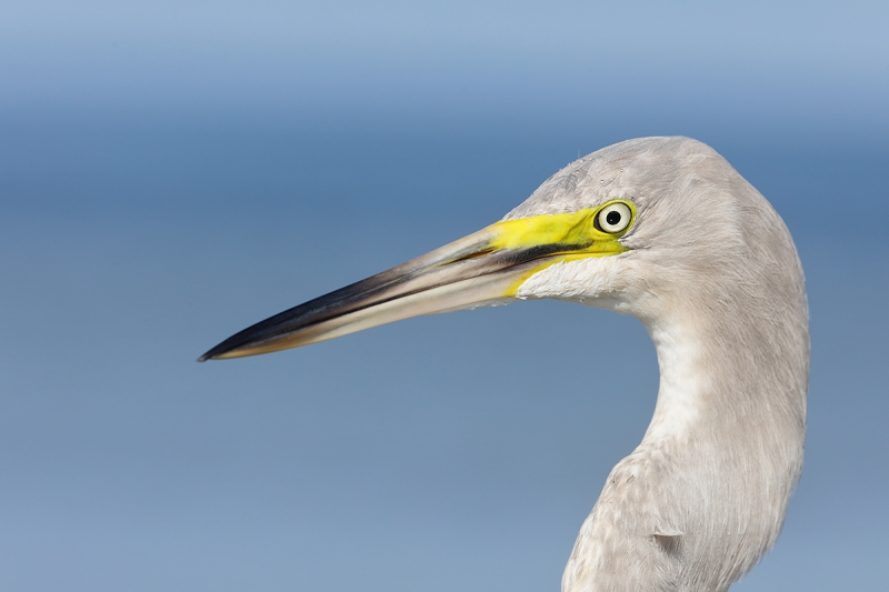 mystery-egret-_P3A2900--Fort-DeSoto-Park,-FL