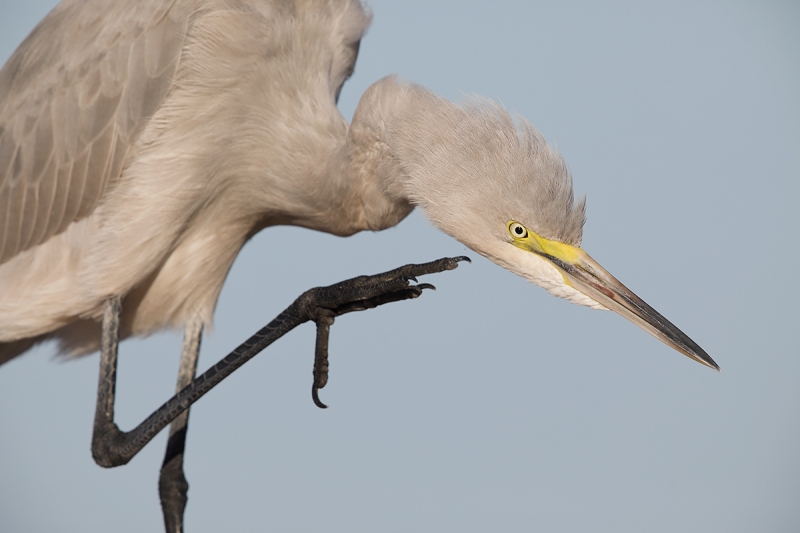 mystery-egret-scratching-_W5A8630-Fort-DeSoto-Park,-FL