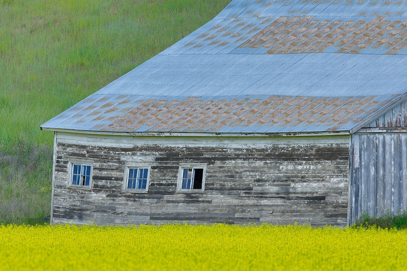 old-barn-in-canola-_P3A9777-Palouse,-WA